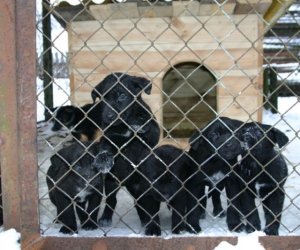 Muzeum odda w dobre ręce 8 pięknych 2 miesięcznych szczeniąt.