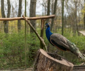 Codziennik Muzealny - Wiosna w ciechanowieckim muzeum Codziennik Muzealny - Wiosna w ciechanowieckim muzeum