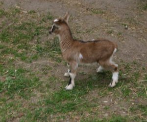 Początek wiosny w Muzeum Rolnictwa im. ks. K. Kluka w Ciechanowcu to czas dla zwierząt. Początek wiosny w Muzeum Rolnictwa im. ks. K. Kluka w Ciechanowcu to czas dla zwierząt.