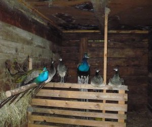 Pawie w Muzeum Pawie w Muzeum