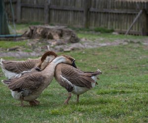 Codziennik Muzealny - Wiosna w ciechanowieckim muzeum Codziennik Muzealny - Wiosna w ciechanowieckim muzeum