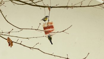 Zimowe Ptakoliczenie 2017