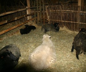 Szopka Bożonarodzeniowa