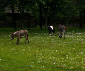 Początek wiosny w Muzeum Rolnictwa im. ks. K. Kluka w Ciechanowcu to czas dla zwierząt. Początek wiosny w Muzeum Rolnictwa im. ks. K. Kluka w Ciechanowcu to czas dla zwierząt.