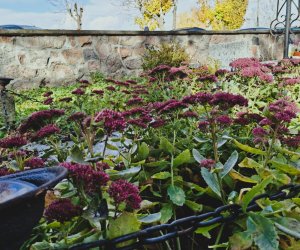 NIECOdziennik Muzealny - Ogrody Wiecznej Pamięci