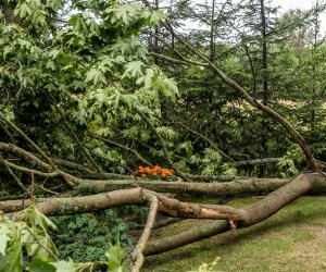 Nawałnica w Ciechanowcu Nawałnica w Ciechanowcu