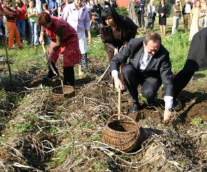 "Wykopki pod Wiatrakiem" - relacja "Wykopki pod Wiatrakiem" - relacja