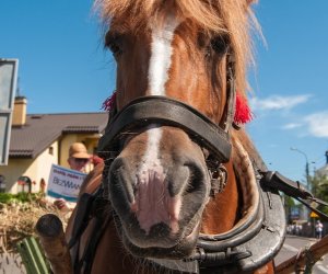 XV Podlaskie Święta Chleba w Muzeum Rolnictwa im. ks. Krzysztofa Kluka w Ciechanowcu XV Podlaskie Święta Chleba w Muzeum Rolnictwa im. ks. Krzysztofa Kluka w Ciechanowcu