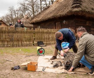 Jarmark św. Wojciecha 2016 Jarmark św. Wojciecha 2016