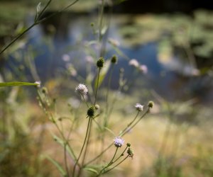 Czarcikęsik Kluka już kwitnie ! Czarcikęsik Kluka już kwitnie !