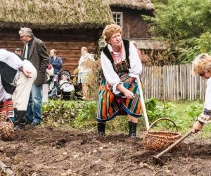 Wykopki w Skansenie 2013 Wykopki w Skansenie 2013
