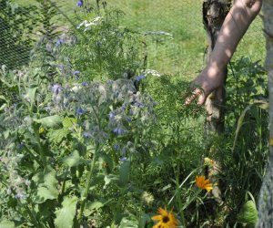 "Kwitnące Tradycje" "Kwitnące Tradycje"