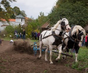Jesień w Polu i Zagrodzie 2018 - fotorelacja Jesień w Polu i Zagrodzie 2018 - fotorelacja