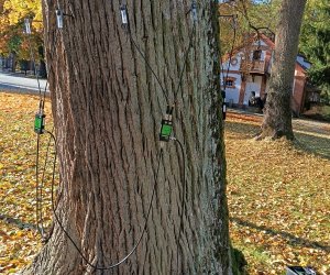Zakończenie zadania - Konserwacja i pielęgnacja drzew Zakończenie zadania - Konserwacja i pielęgnacja drzew