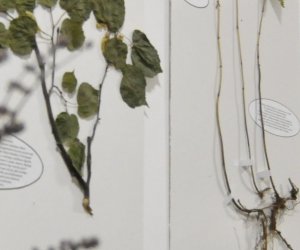 Oficyna – ekspozycja „Tradycje zielarskie” Oficyna – ekspozycja „Tradycje zielarskie”