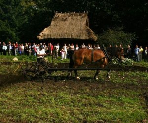 Wykopki w skansenie 2009