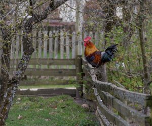 Codziennik Muzealny - Wiosna w ciechanowieckim muzeum Codziennik Muzealny - Wiosna w ciechanowieckim muzeum