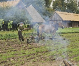 Wykopki w skansenie podsumowanie, fotorelacja. Wykopki w skansenie podsumowanie, fotorelacja.
