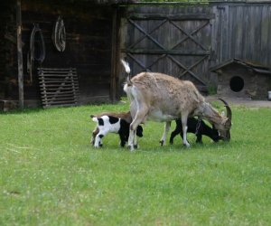 Początek wiosny w Muzeum Rolnictwa im. ks. K. Kluka w Ciechanowcu to czas dla zwierząt. Początek wiosny w Muzeum Rolnictwa im. ks. K. Kluka w Ciechanowcu to czas dla zwierząt.