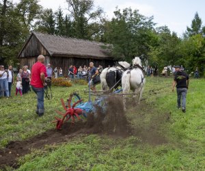 Jesień w polu i zagrodzie - fotorelacja - 15 września 2024 Jesień w polu i zagrodzie - fotorelacja - 15 września 2024