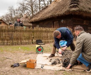Jarmark św. Wojciecha 2016 Jarmark św. Wojciecha 2016