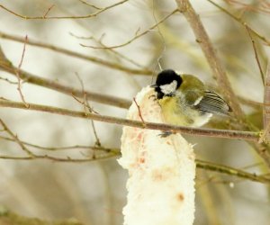Zimowe Ptakoliczenie 2017 Zimowe Ptakoliczenie 2017
