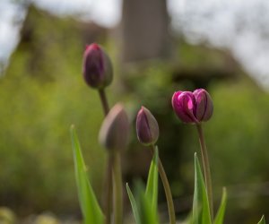 Codziennik Muzealny - Wiosna w ciechanowieckim muzeum Codziennik Muzealny - Wiosna w ciechanowieckim muzeum