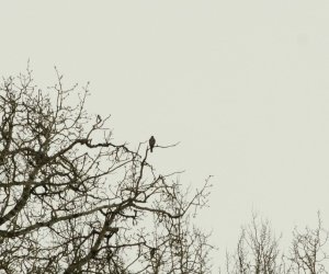 Zimowe Ptakoliczenie 2017 Zimowe Ptakoliczenie 2017