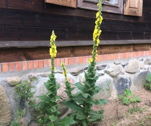 Niecodziennik Muzealny - Gdzie rośnie dziewanna ... Niecodziennik Muzealny - Gdzie rośnie dziewanna ...