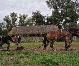 Wykopki w Skansenie Wykopki w Skansenie