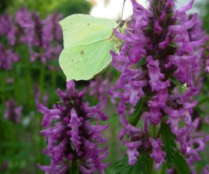 Niecodziennik Muzealny - Roślinna sztuka manipulacji, czyli kilka słów o zapylaniu Niecodziennik Muzealny - Roślinna sztuka manipulacji, czyli kilka słów o zapylaniu
