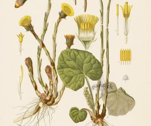 Codziennik Muzealny - Wypędzam kaszel, czyli podbiał pospolity