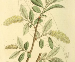 Codziennik Muzealny - wierzba - naturalna aspiryna Codziennik Muzealny - wierzba - naturalna aspiryna