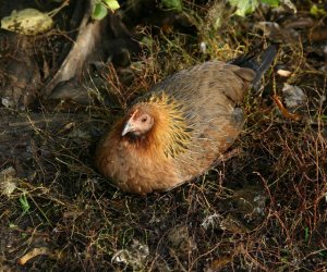 Nowe nabytki do hodowli pokazowej drobiu
