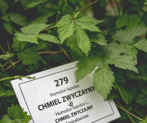 DZIAŁ TRADYCJI ZIELARSKICH DZIAŁ TRADYCJI ZIELARSKICH