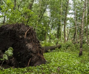Nawałnica w ciechanowieckim muzeum Nawałnica w ciechanowieckim muzeum