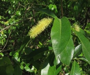 Codziennik Muzealny - wierzba - naturalna aspiryna Codziennik Muzealny - wierzba - naturalna aspiryna