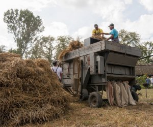 XVI Podlaskie Święto Chleba XVI Podlaskie Święto Chleba
