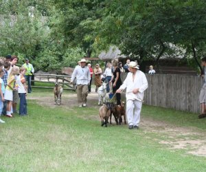 VI Podlaskie Święto Chleba VI Podlaskie Święto Chleba