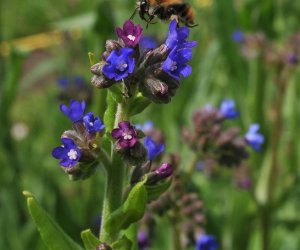 Niecodziennik Muzealny - Roślinna sztuka manipulacji, czyli kilka słów o zapylaniu Niecodziennik Muzealny - Roślinna sztuka manipulacji, czyli kilka słów o zapylaniu