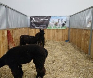 Narodowa Wystawa Rolnicza w Poznaniu Narodowa Wystawa Rolnicza w Poznaniu