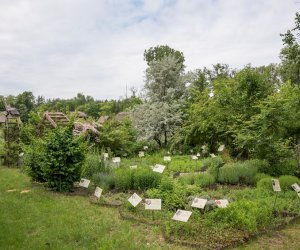 Niecodziennik Muzealny - Roślinna sztuka manipulacji, czyli kilka słów o zapylaniu Niecodziennik Muzealny - Roślinna sztuka manipulacji, czyli kilka słów o zapylaniu