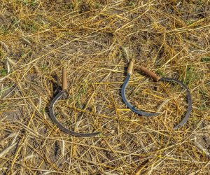 XV Podlaskie Święta Chleba w Muzeum Rolnictwa im. ks. Krzysztofa Kluka w Ciechanowcu XV Podlaskie Święta Chleba w Muzeum Rolnictwa im. ks. Krzysztofa Kluka w Ciechanowcu