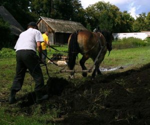 Wykopki w skansenie 2009