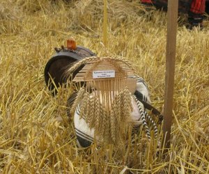 "Żniwa po bułgarsku" "Żniwa po bułgarsku"