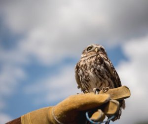XI Zajazd Wysokomazowiecki - fotorelacja XI Zajazd Wysokomazowiecki - fotorelacja