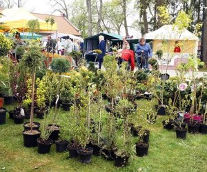Jarmark św. Wojciecha w obiektywie Tadeusza Kierycha z Radzynia Podlaskiego Jarmark św. Wojciecha w obiektywie Tadeusza Kierycha z Radzynia Podlaskiego