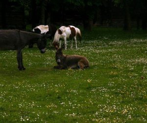 Początek wiosny w Muzeum Rolnictwa im. ks. K. Kluka w Ciechanowcu to czas dla zwierząt. Początek wiosny w Muzeum Rolnictwa im. ks. K. Kluka w Ciechanowcu to czas dla zwierząt.