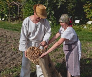 Niecodziennik muzealny - Uprawa ziemniaków w Polsce w XVIII i pierwszych dekadach XIX wieku. Niecodziennik muzealny - Uprawa ziemniaków w Polsce w XVIII i pierwszych dekadach XIX wieku.