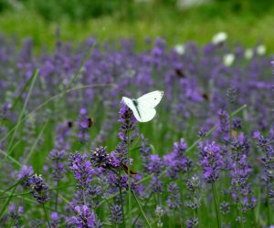 Niecodziennik Muzealny - Roślinna sztuka manipulacji, czyli kilka słów o zapylaniu Niecodziennik Muzealny - Roślinna sztuka manipulacji, czyli kilka słów o zapylaniu